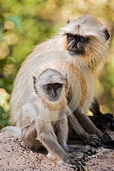 Infant Commom Langur Monkey Presbytis entellus, Rajastan India, Asia photo