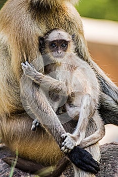 Infant Commom Langur Monkey Presbytis entellus, Rajastan India, Asia photo