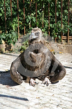 Infant eagle sitting on the ground