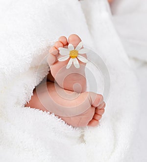 Infant foot with little white daisy