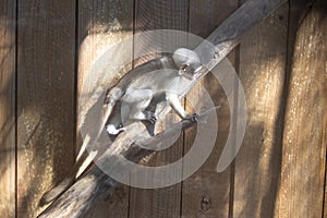 Infant Green Monkey learning to climb. The other members of the community are not far away.