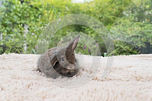 Infant rabbit ears bunny lying down resting on soft red carpet over green bokeh natural background. Little innocence furry bunny