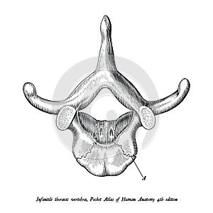 Infantile thoracic vertebra superior view anatomy hand draw vintage clip art isolated on white background with description