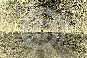 Infared forest