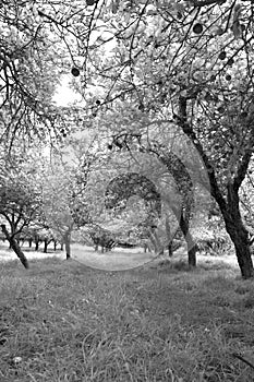 Infared view of an apple orchard and trees