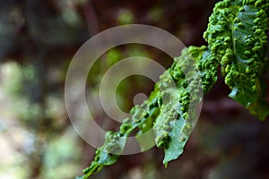 Leaves of plants infected by a fungus photo