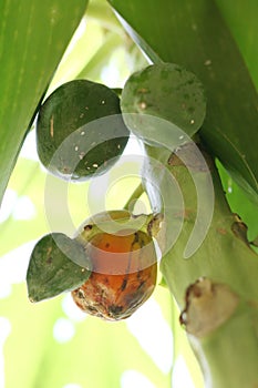 An infected fruit of Papaya by papaya mealybug - Carica papaya