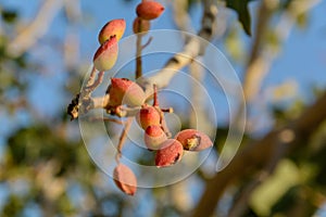 Infected Fruits of pistachio tree