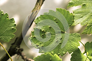 Infected grape leaves with eriophyes vitis