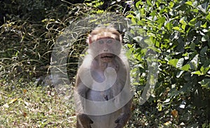 Infected Monkey standing on roadside