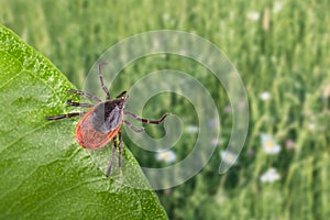 Infected parasite lurks on green leaf. Ixodes ricinus