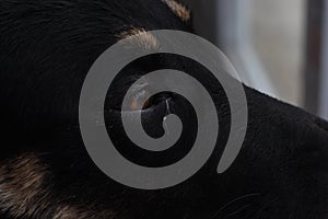 Infected purulent eye of a black dog