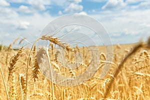 Infected ripe wheat ears on a farm field