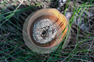 Infected and rotten apricots fall to the ground, Monilia laxa infestation plant disease