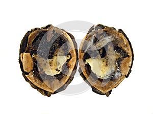 Infected walnut