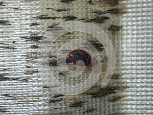 Infection with bed bugs, bugs are invisible on the mattress. Adults are able to reproduce quickly.