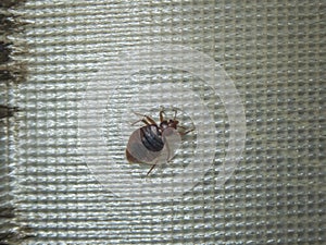 Infection with bed bugs, bugs are invisible on the mattress. Adults are able to reproduce quickly.