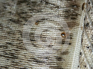 Infection with bed bugs, bugs are invisible on the mattress. Adults are able to reproduce quickly.