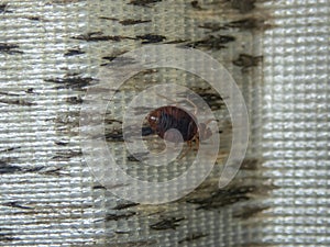 Infection with bed bugs, bugs are invisible on the mattress. Adults are able to reproduce quickly. photo