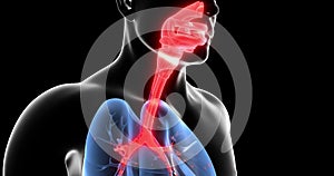 Infection of the Human Respiratory System