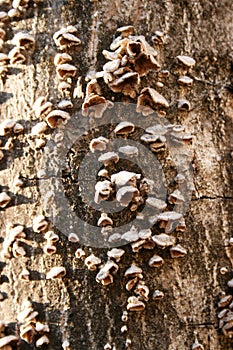 Infection of tree bark