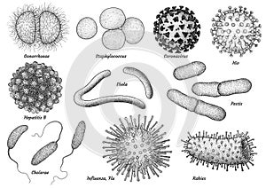 Infectious bacteria and virus collection illustration, drawing, engraving, ink, line art, vector