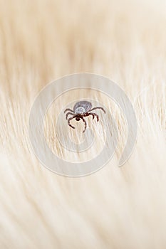 Infectious dermacentor dog tick arachnid parasite on blur animal background.