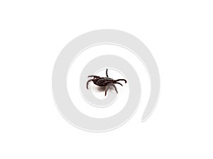 Infectious Dermacentor Dog Tick Arachnoid Parasite Insect Macro isolated on white background.