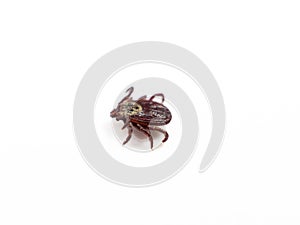 Infectious Dermacentor Dog Tick Arachnoid Parasite Insect Macro isolated on white background.