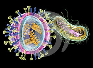 Infectious disease: Virus left and bacteria right, medically 3D illustration