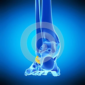 The inferior extensor retinaculum