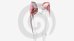 The inferior gluteal artery is a terminal branch of the internal iliac artery supplying the gluteal and thigh regions