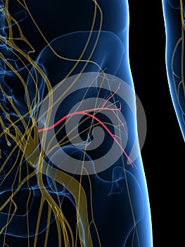 The Inferior Gluteal Nerve