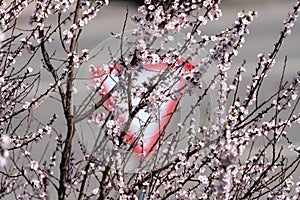 Inferior movement yield way road sign viewed through white blossoming apricot flowers