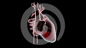 Inferior myocardial ischemia