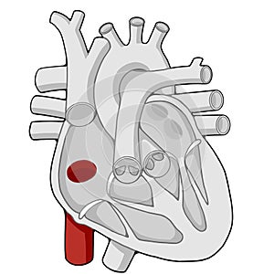 Inferior vena cava - Heart - Human body - Education