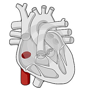 Inferior vena cava - Heart - Human body - Education photo