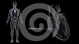 Inferior Vena Cava photo