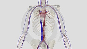 The inferior vena cava is a large vein that carries the deoxygenated blood from the lower