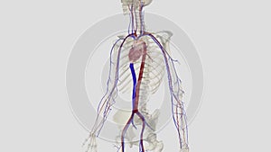 The inferior vena cava is a large vein that carries the deoxygenated blood from the lower