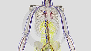 The inferior vena cava is a large vein that carries the deoxygenated blood from the lower