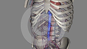 The inferior vena cava is a large vein that carries the deoxygenated blood from the lower