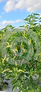 Infertile chili has a yellow color capsicum annuum L