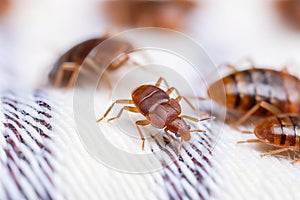 An infestation of bed bugs on white fabric