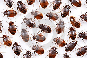 An infestation of bed bugs on white fabric