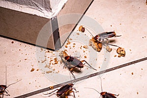 Z šváby vnútri v noci hmyz na poschodie jesť zvyšok jedlo 