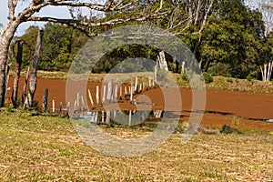 Infestation of Eichhornia crassipes in small lake 01