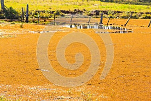 Infestation of Eichhornia crassipes in small lake 07