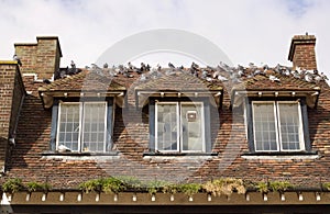 De palomas sobre el techo de viejo casa 