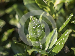 Infestation of scale insect on laurel